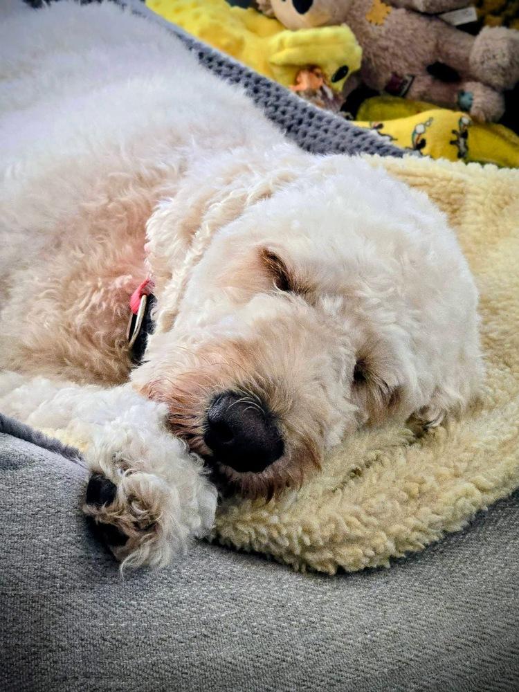 Enlarge Chimera / Lilly Bug, a Adoptable Labrador Retriever in Broomfield, CO image 6/6