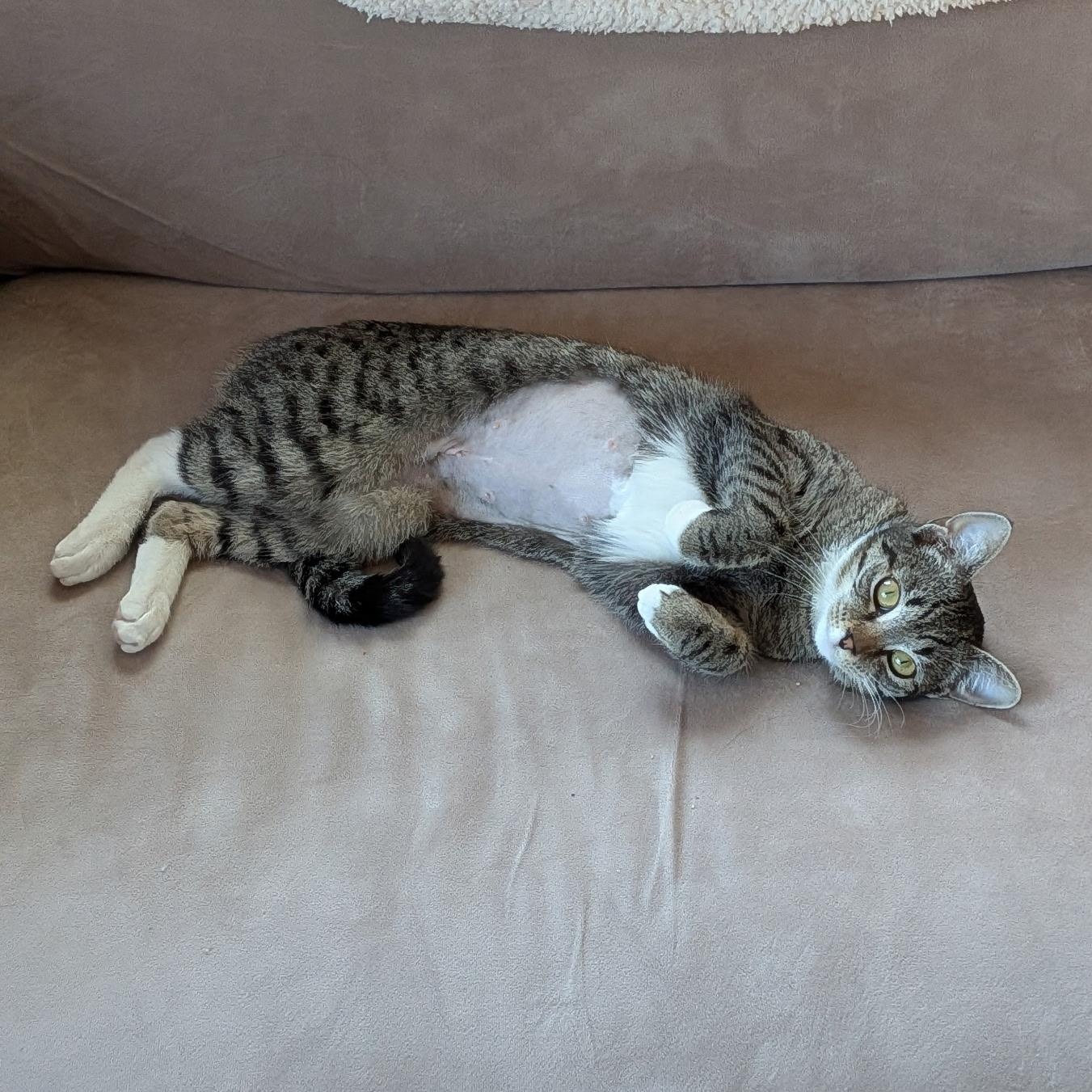 MOLLY, a ADOPTABLE Domestic Short Hair in East Greenwich, RI image 2/6