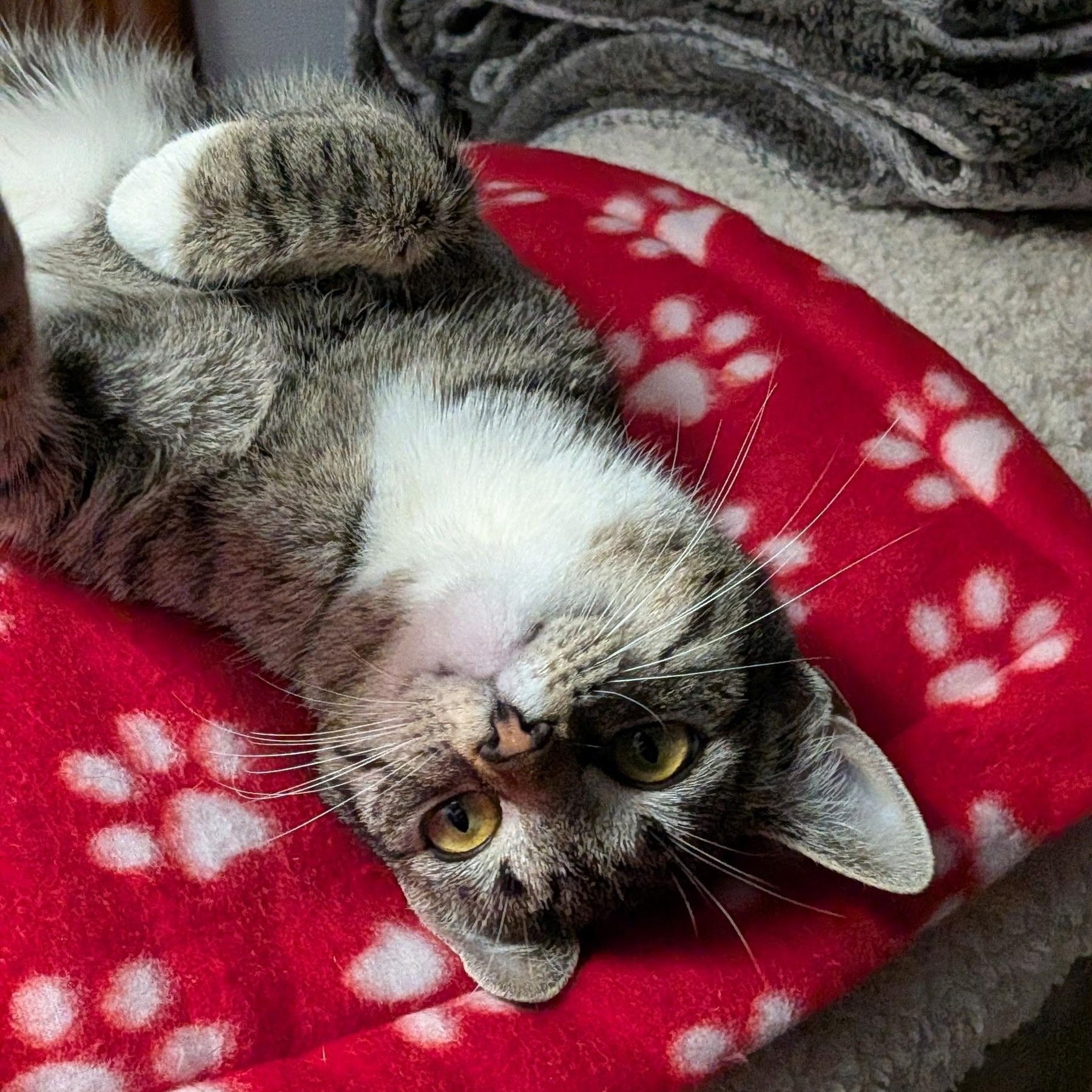 MOLLY, ADOPTABLE, Young Female Domestic Short Hair.
