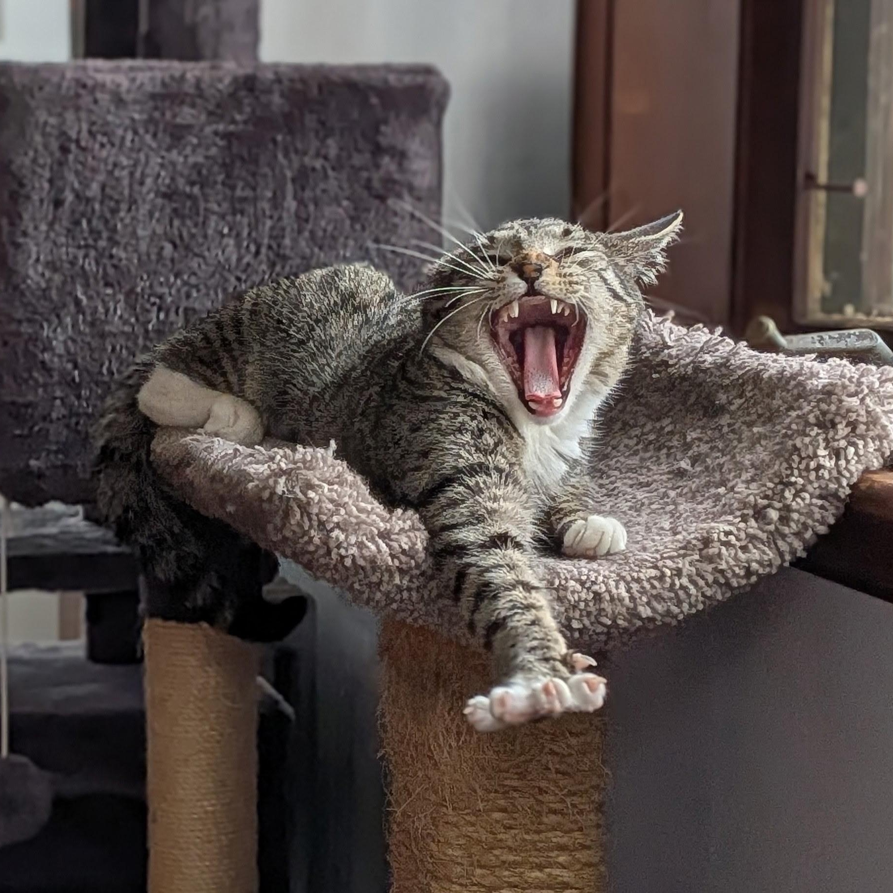 MOLLY, a ADOPTABLE Domestic Short Hair in East Greenwich, RI image 5/6