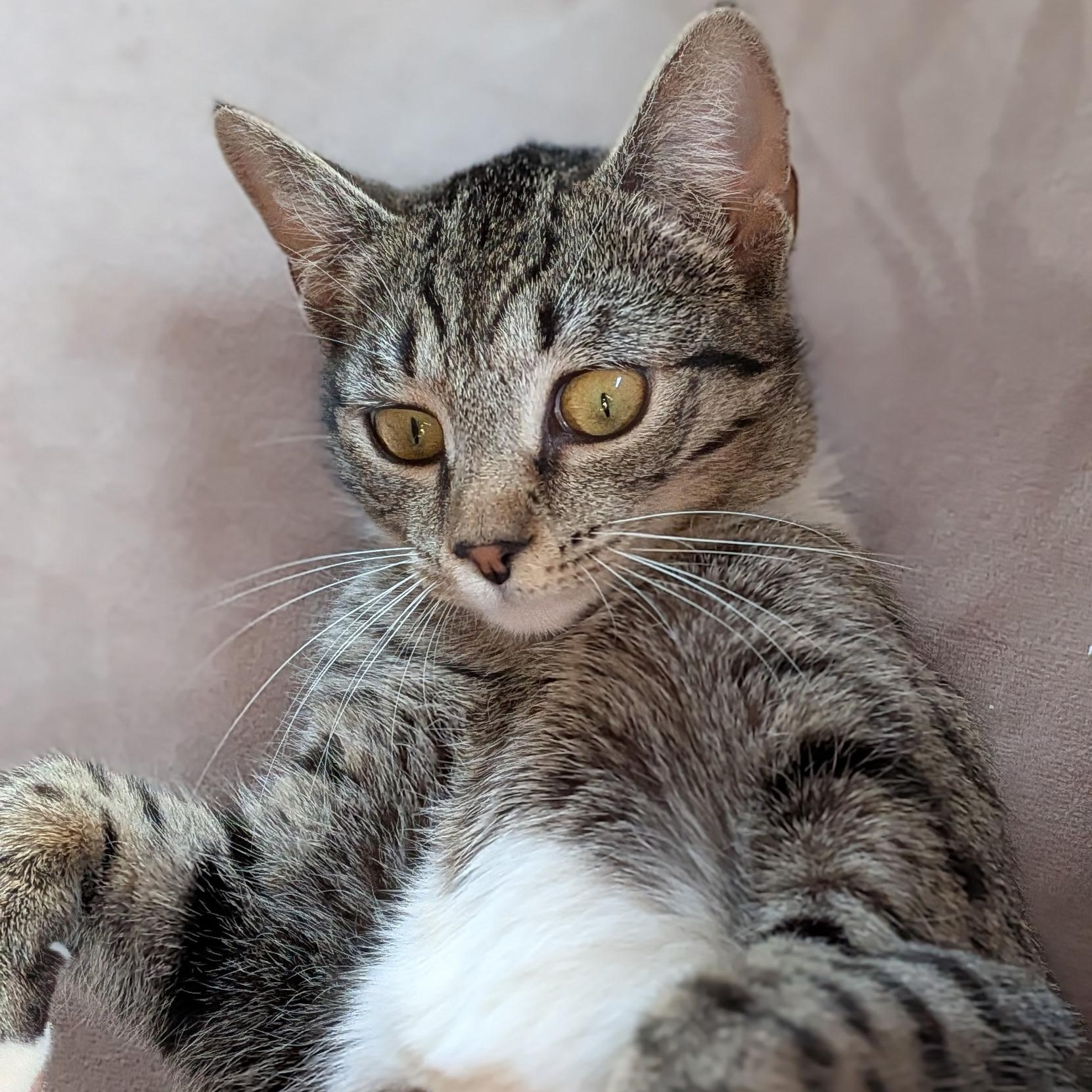 MOLLY, a ADOPTABLE Domestic Short Hair in East Greenwich, RI image 6/6