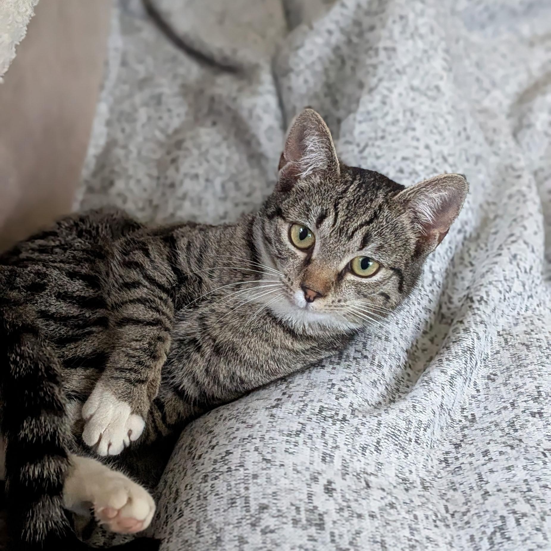 MOLLY, a ADOPTABLE Domestic Short Hair in East Greenwich, RI image 4/6