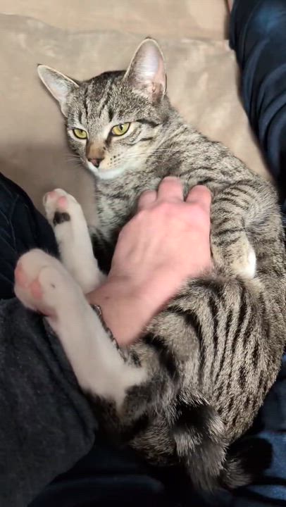 Enlarge MOLLY, a ADOPTABLE Domestic Short Hair in East Greenwich, RI video 3/6