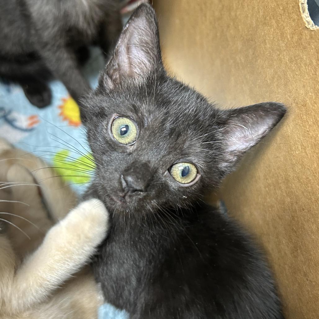 Enlarge Stuffing, a Adoptable Domestic Short Hair in Jacksonville, FL image 1/3