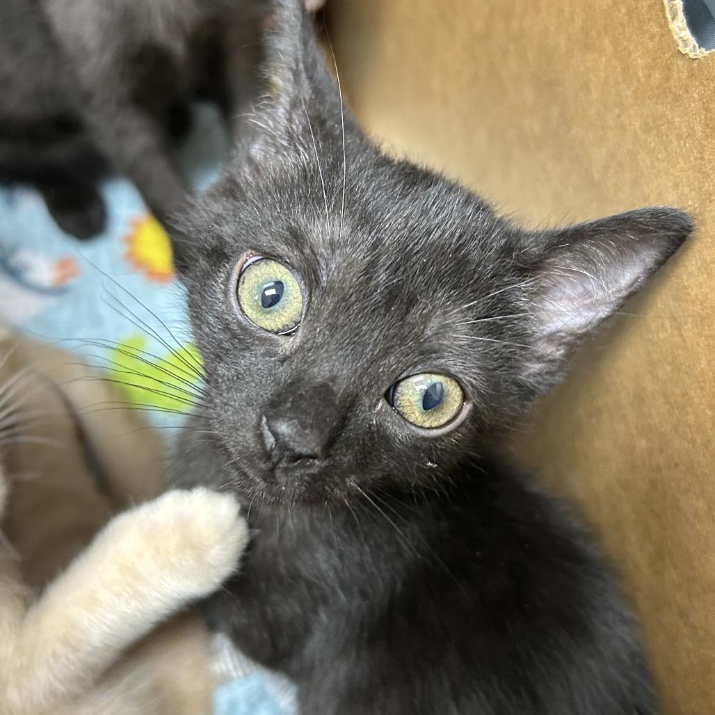 Enlarge Stuffing, a Adoptable Domestic Short Hair in Jacksonville, FL image 2/3