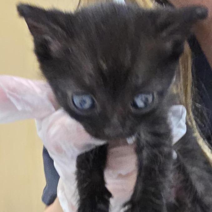 Enlarge Stuffing, a Adoptable Domestic Short Hair in Jacksonville, FL image 3/3