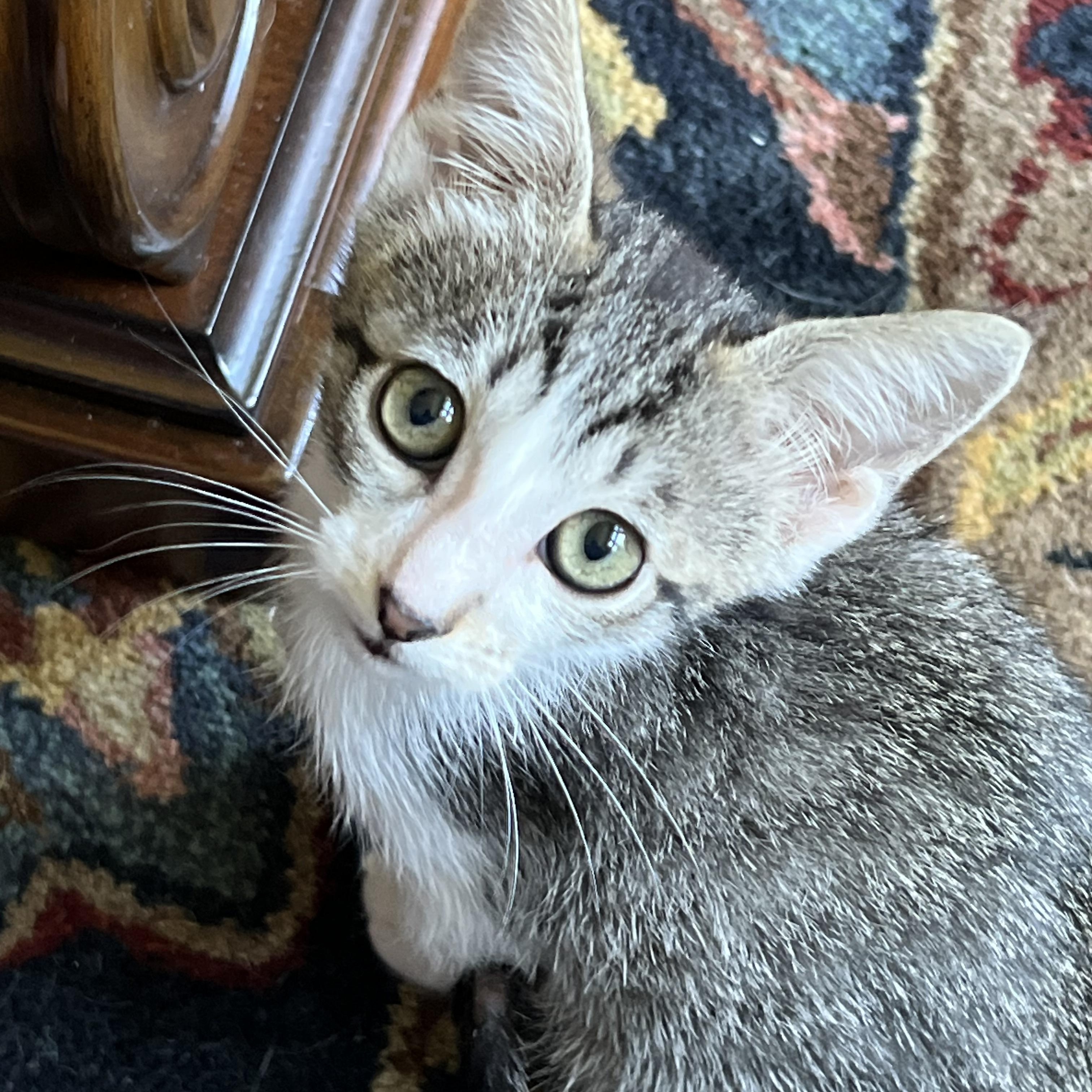 Nora, Adoptable, Kitten Female Domestic Short Hair.