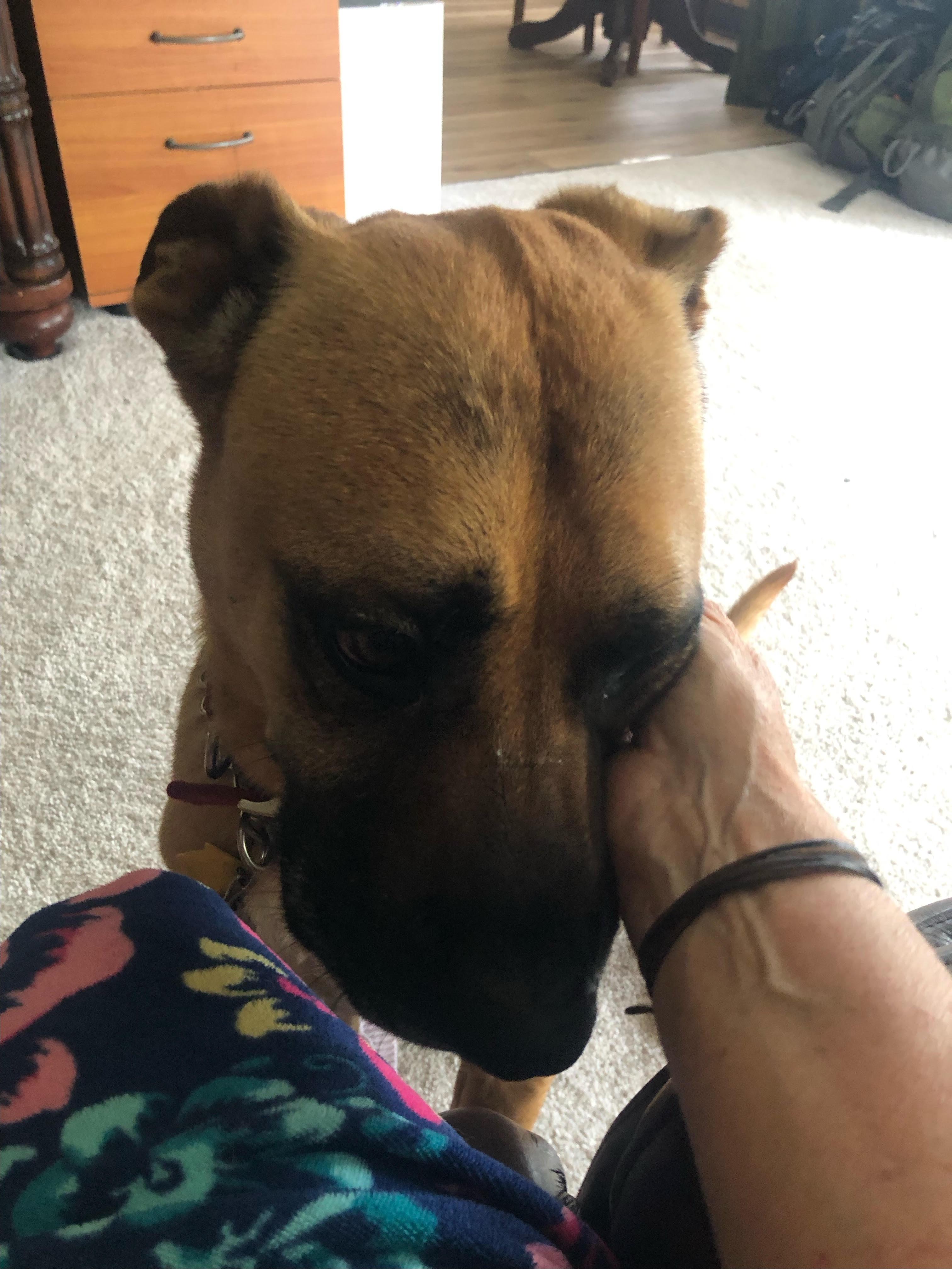Enlarge Romeo , a ADOPTABLE Black Mouth Cur in Chehalis, WA image 4/6