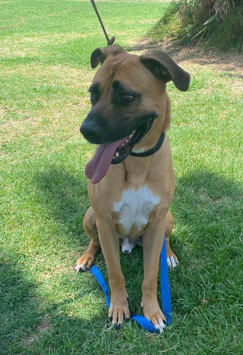 Enlarge Romeo , a ADOPTABLE Black Mouth Cur in Chehalis, WA image 5/6