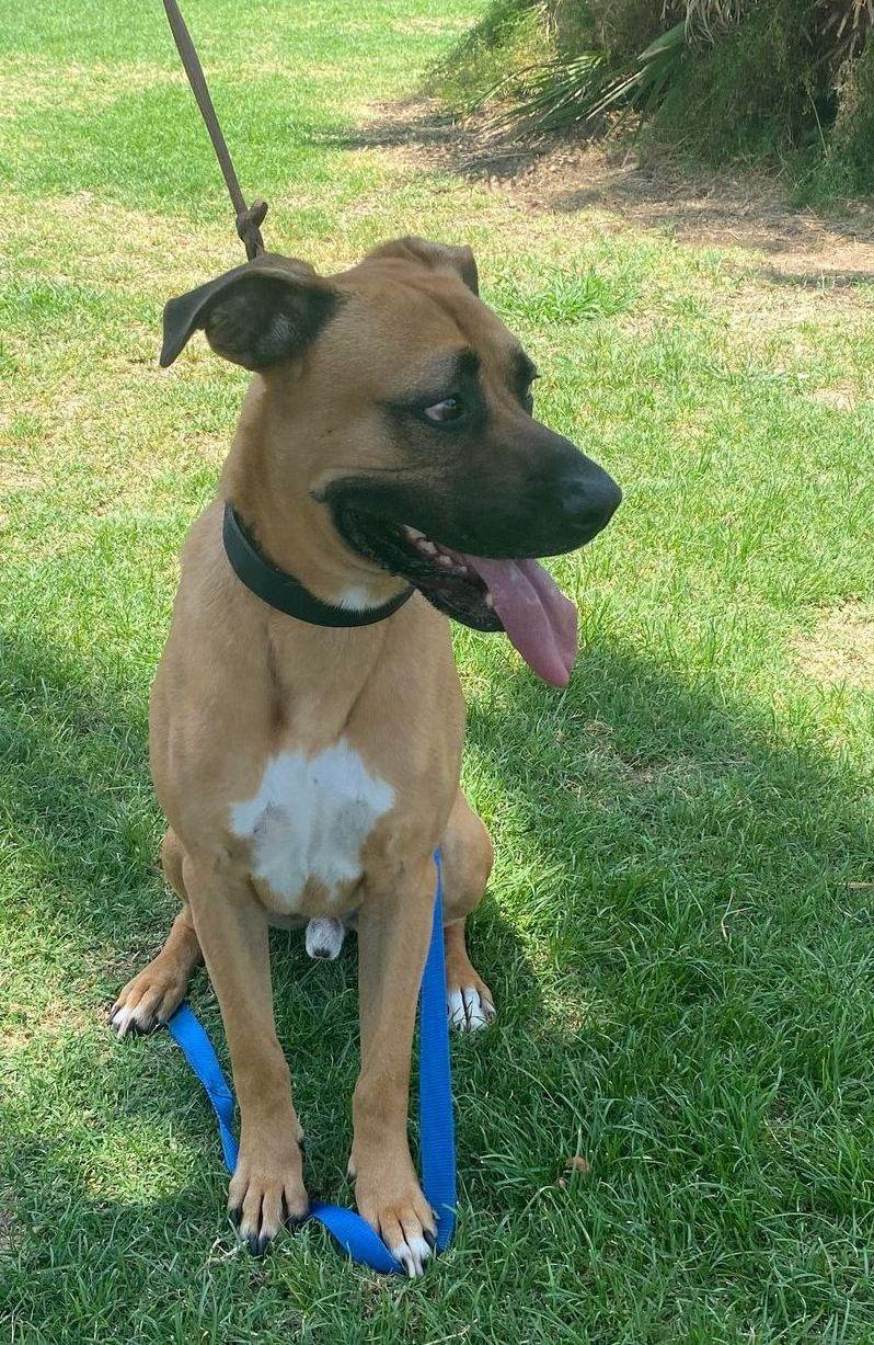 Enlarge Romeo , a ADOPTABLE Black Mouth Cur in Chehalis, WA image 3/6