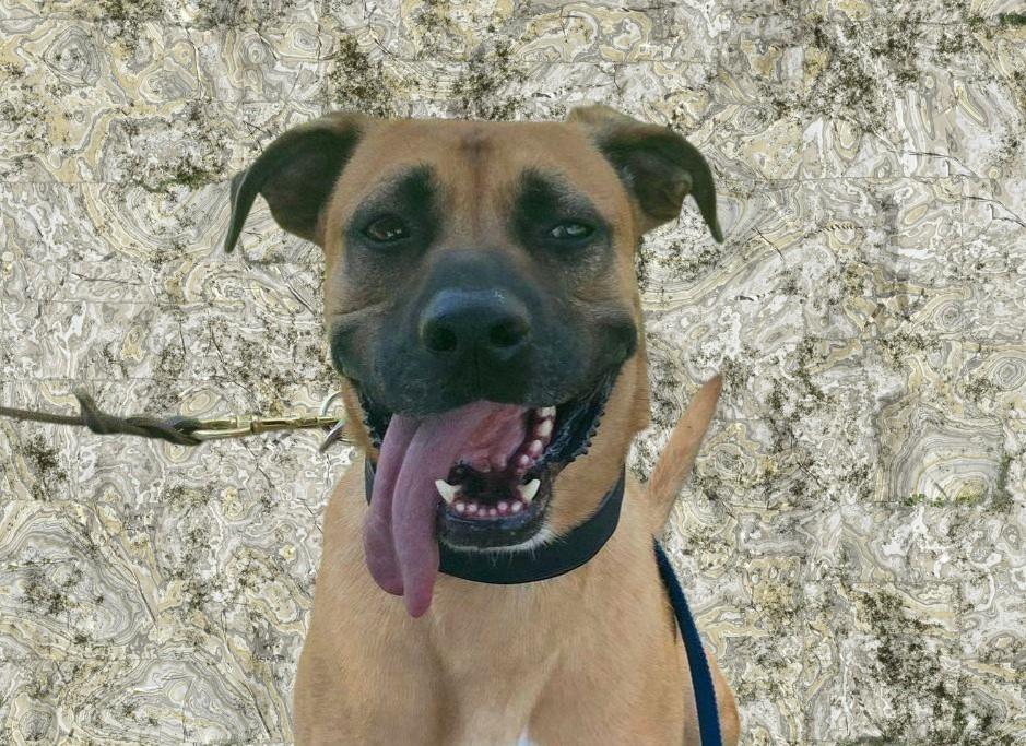 Romeo , ADOPTABLE, Adult Male Black Mouth Cur.