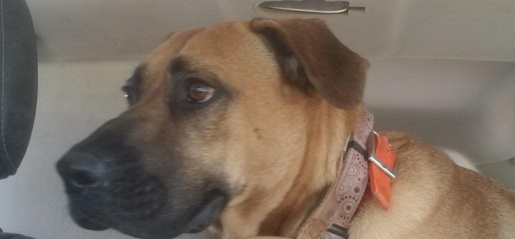 Enlarge Romeo , a ADOPTABLE Black Mouth Cur in Chehalis, WA image 2/6