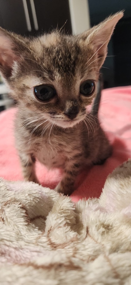 Allie, Adopted, Kitten Female Domestic Short Hair.