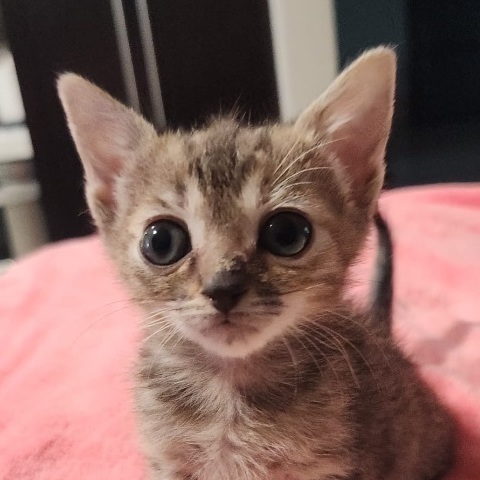 Enlarge Allie, a Adopted Domestic Short Hair in Miami, FL image 2/4