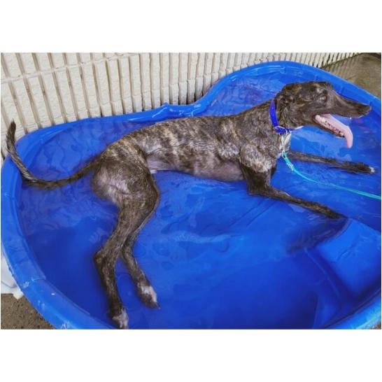 JSP Meatballpaul (Shadow), a Adopted Greyhound in Tarpon Springs, FL image 1/6