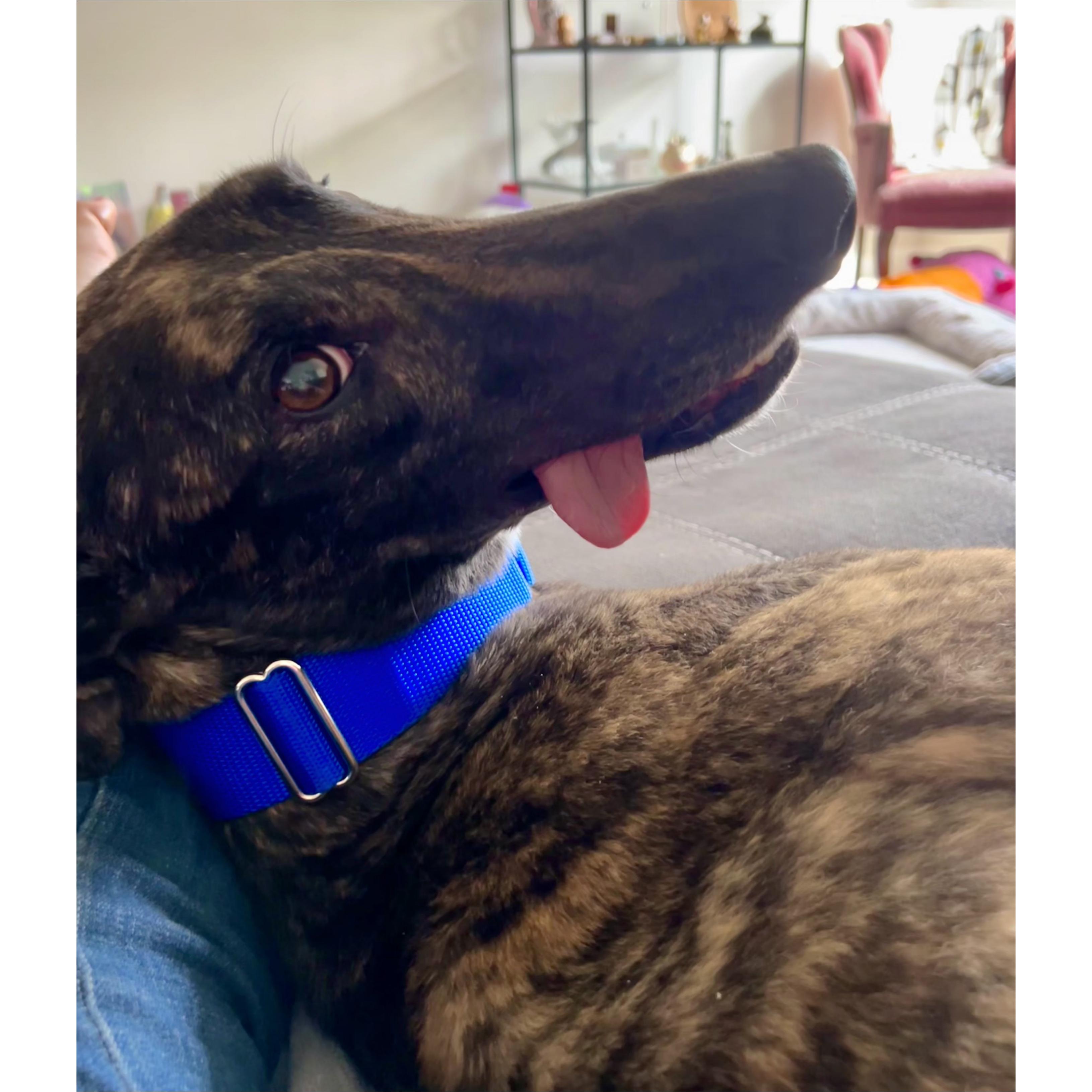 JSP Meatballpaul (Shadow), a Adopted Greyhound in Tarpon Springs, FL image 2/6