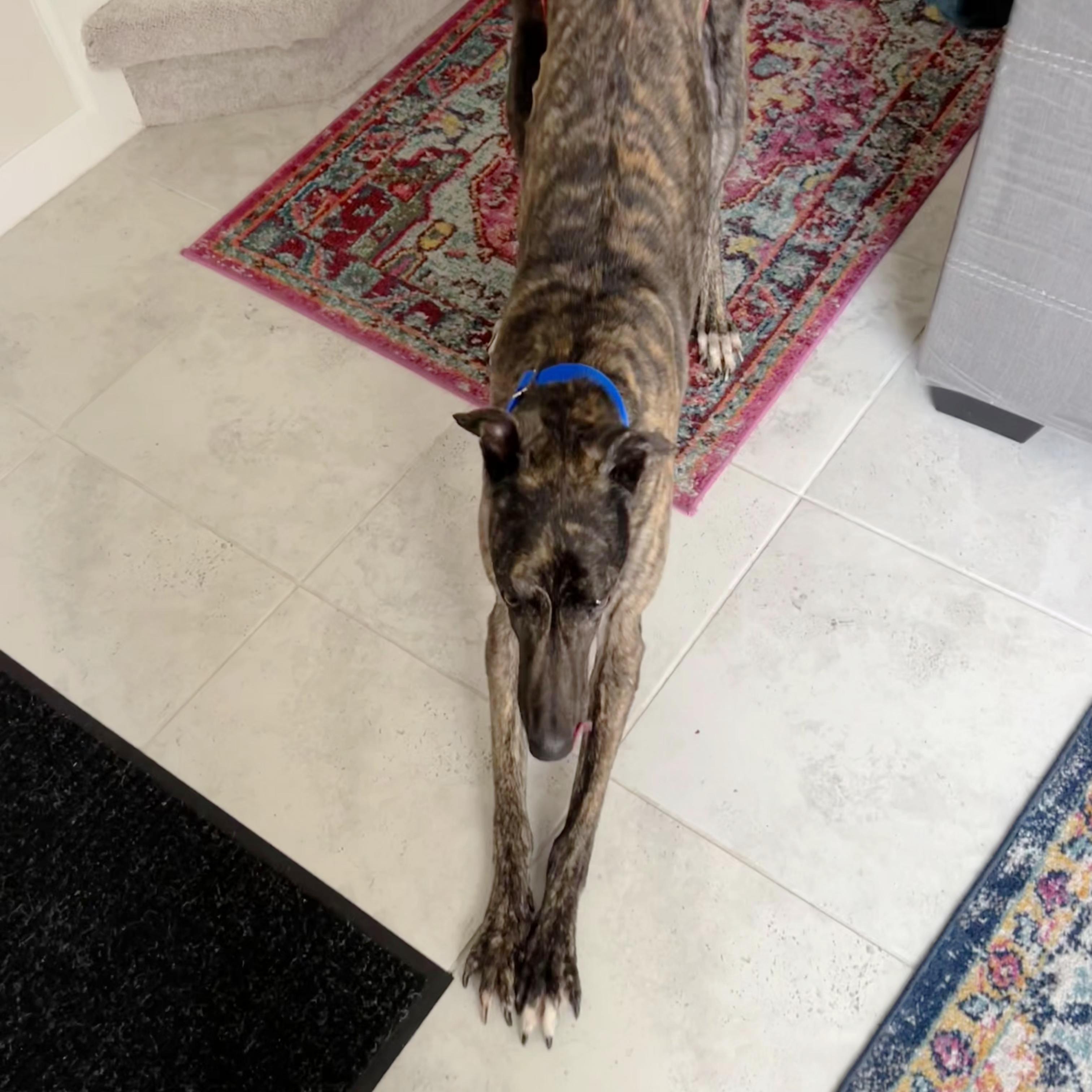JSP Meatballpaul (Shadow), a Adopted Greyhound in Tarpon Springs, FL image 3/6