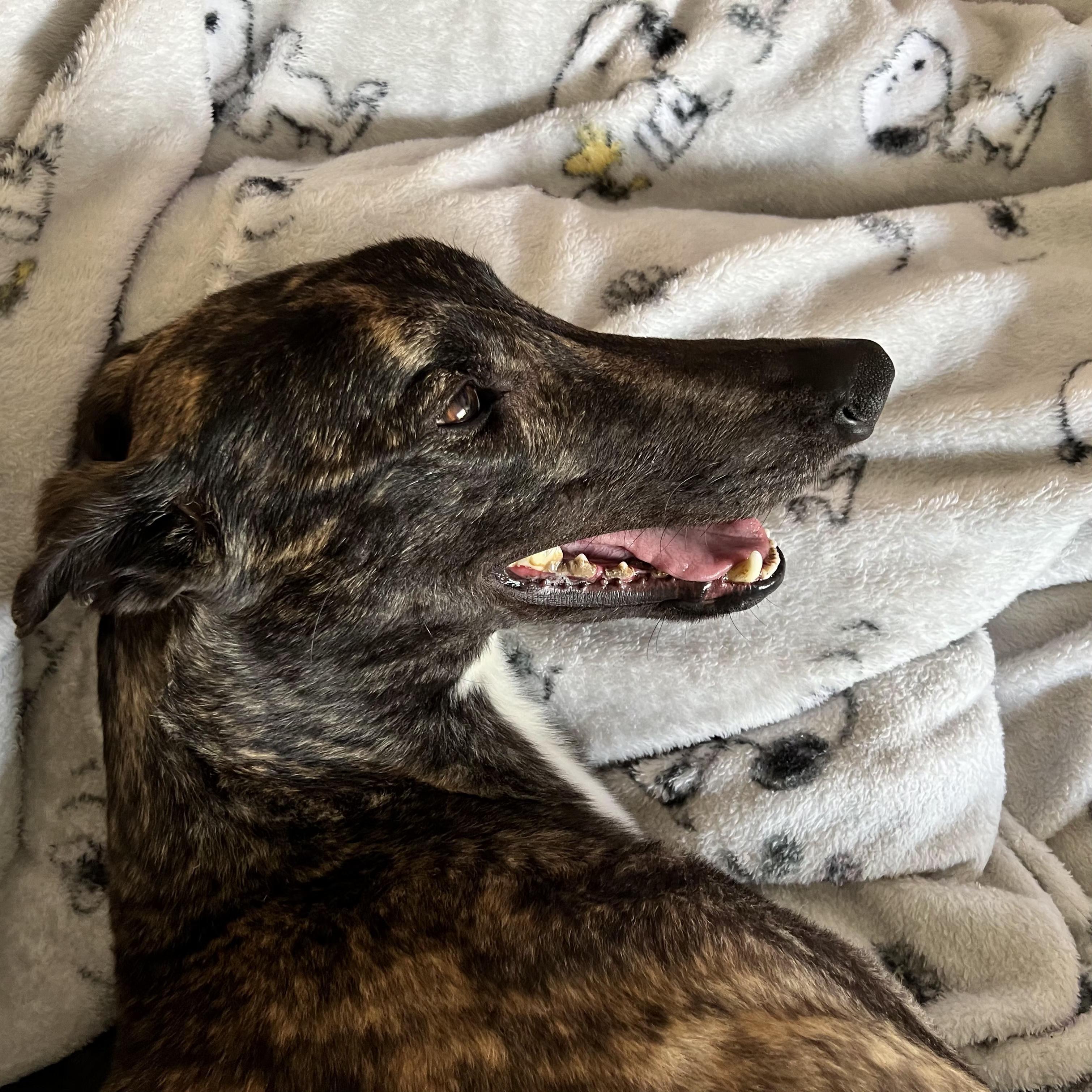 JSP Meatballpaul (Shadow), a Adopted Greyhound in Tarpon Springs, FL image 4/6