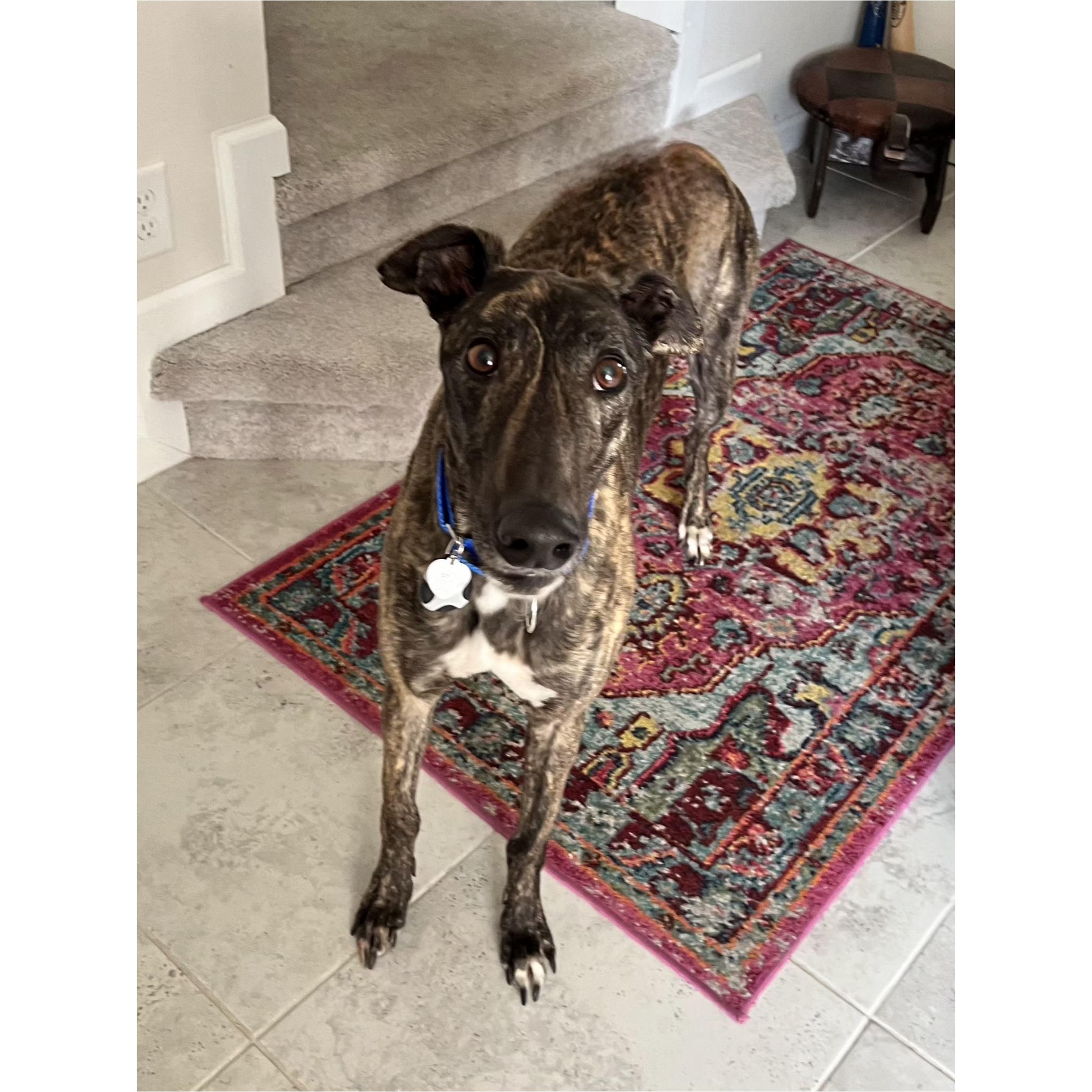 JSP Meatballpaul (Shadow), a Adopted Greyhound in Tarpon Springs, FL image 5/6