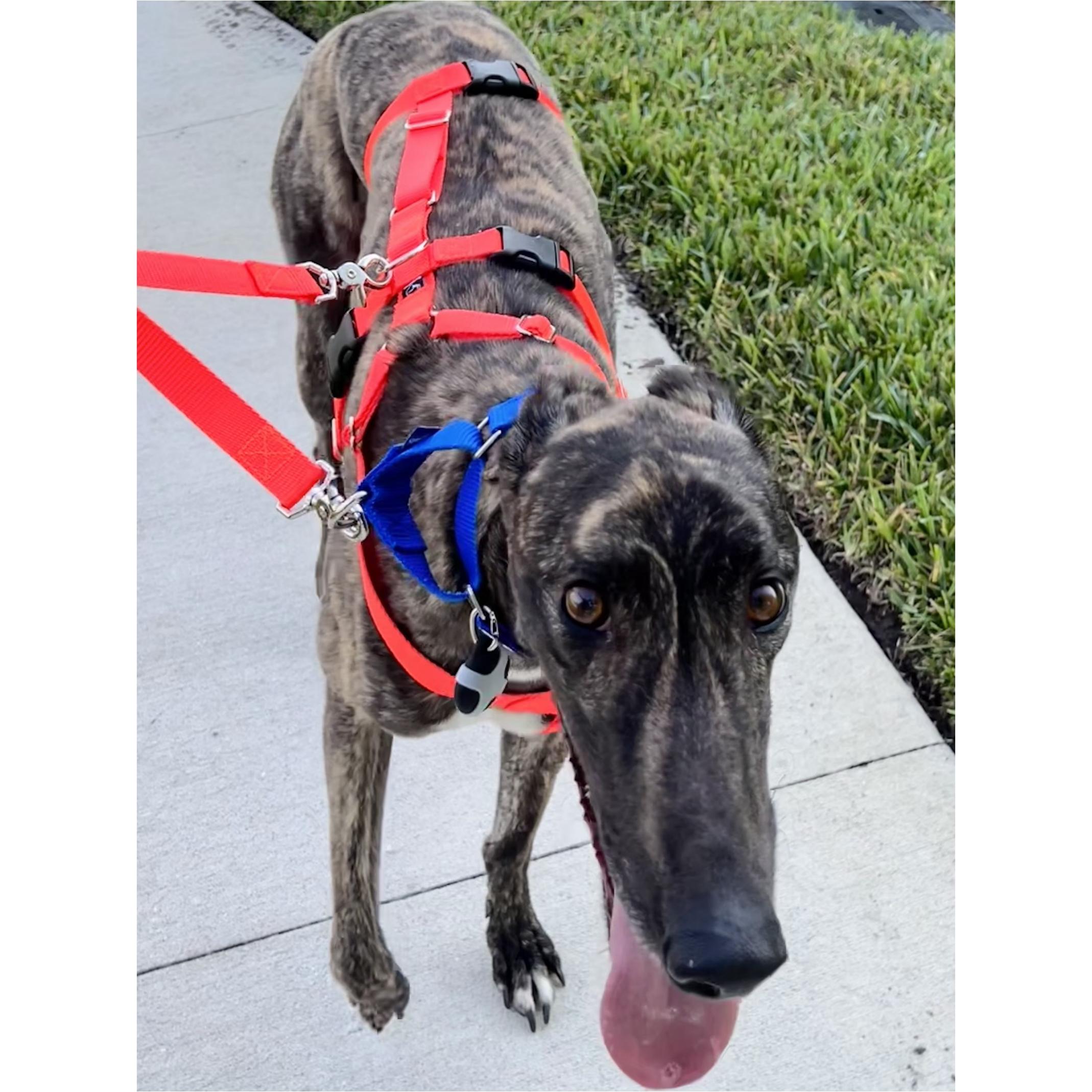 JSP Meatballpaul (Shadow), a Adopted Greyhound in Tarpon Springs, FL image 6/6