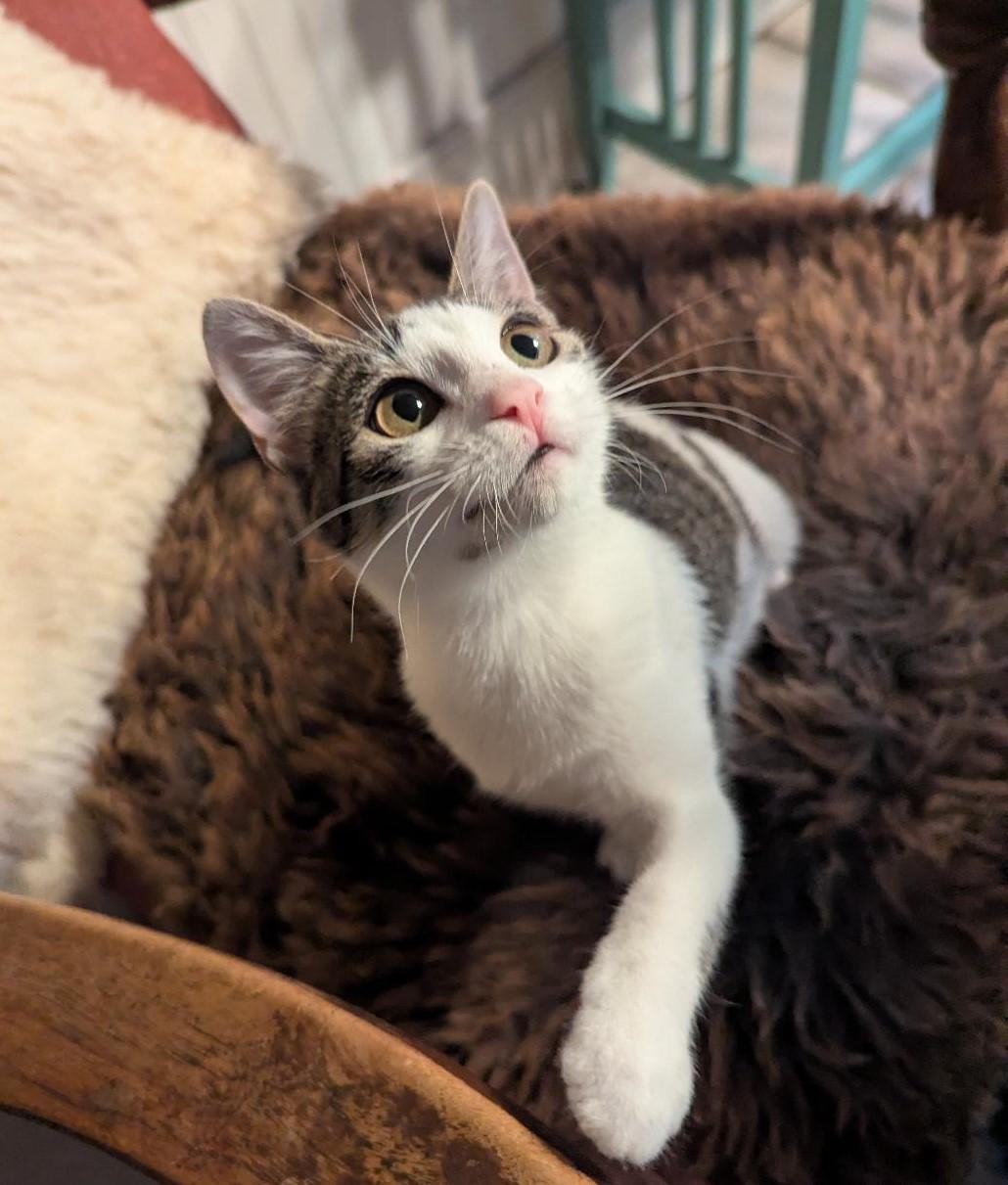 SPAZZLE - GREAT PLAYMATE FOR ANOTHER HIGH-ENERGY KITTY!, a Adoptable mixed breed in Plano, TX image 3/6