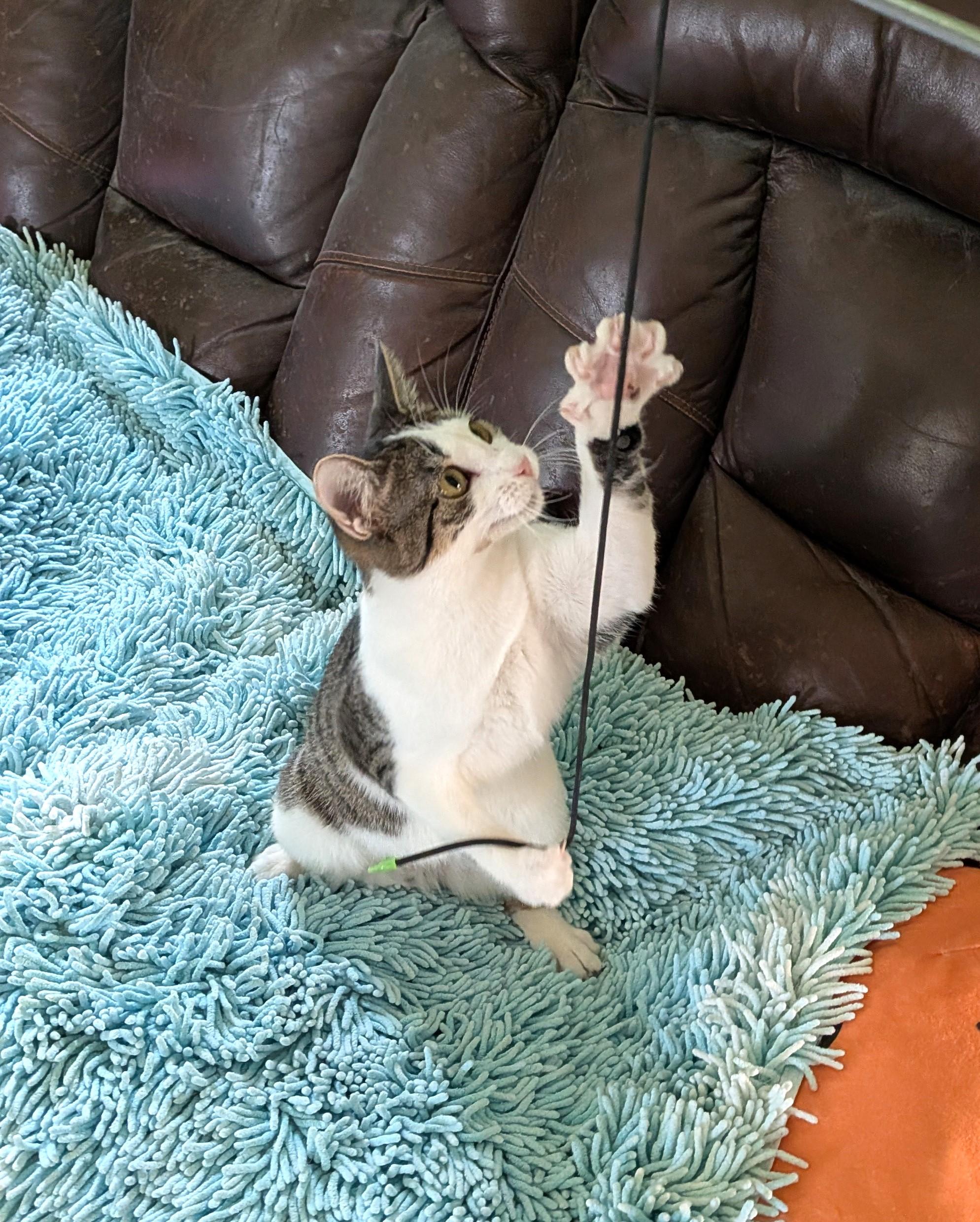 SPAZZLE - GREAT PLAYMATE FOR ANOTHER HIGH-ENERGY KITTY!, a Adoptable mixed breed in Plano, TX image 6/6