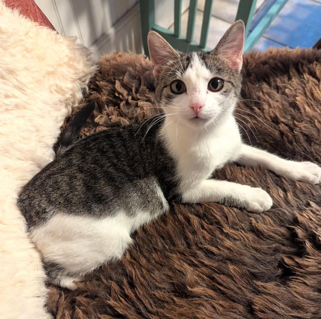 SPAZZLE - GREAT PLAYMATE FOR ANOTHER HIGH-ENERGY KITTY!, a Adoptable mixed breed in Plano, TX image 2/6