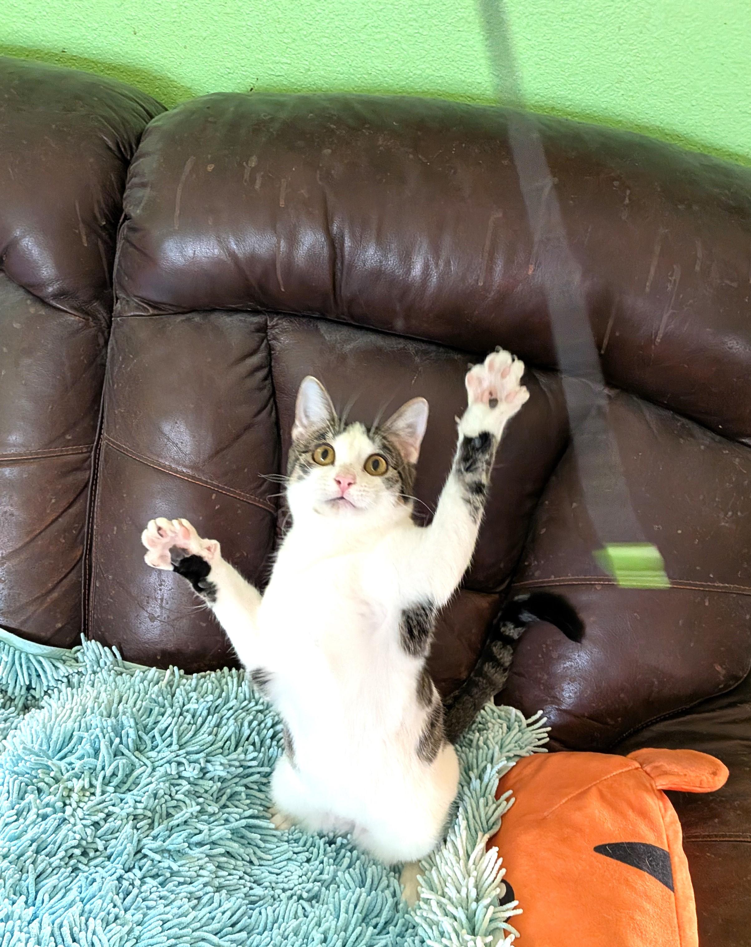 SPAZZLE - GREAT PLAYMATE FOR ANOTHER HIGH-ENERGY KITTY!, Adoptable, Young Female Tabby & Domestic Short Hair.