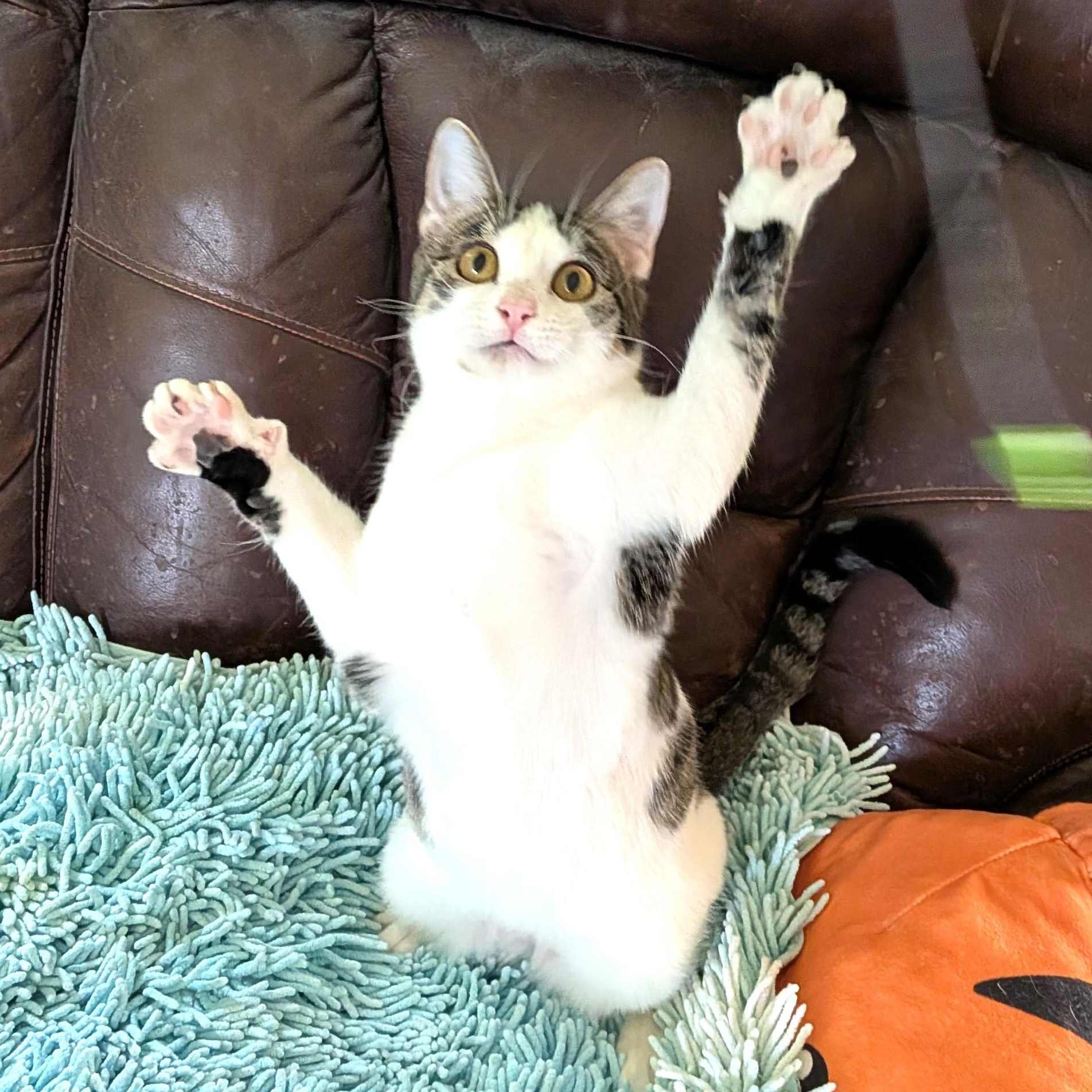 Enlarge SPAZZLE - GREAT PLAYMATE FOR ANOTHER HIGH-ENERGY KITTY!, a Adoptable mixed breed in Plano, TX image 1/6