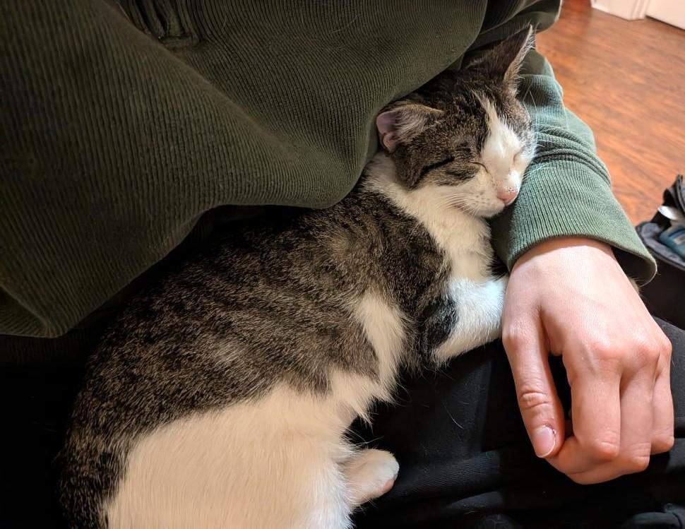 SPAZZLE - GREAT PLAYMATE FOR ANOTHER HIGH-ENERGY KITTY!, a Adoptable mixed breed in Plano, TX image 4/6