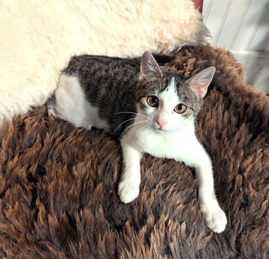 SPAZZLE - GREAT PLAYMATE FOR ANOTHER HIGH-ENERGY KITTY!, a Adoptable mixed breed in Plano, TX image 5/6