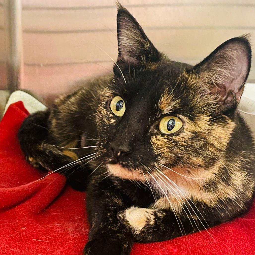 Enlarge Cookie, a Adoptable Domestic Short Hair in Columbia Station, OH image 1/6