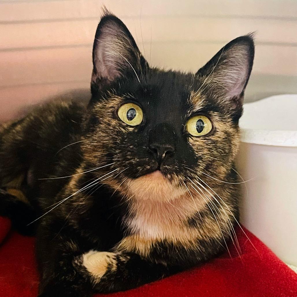 Enlarge Cookie, a Adoptable Domestic Short Hair in Columbia Station, OH image 2/6