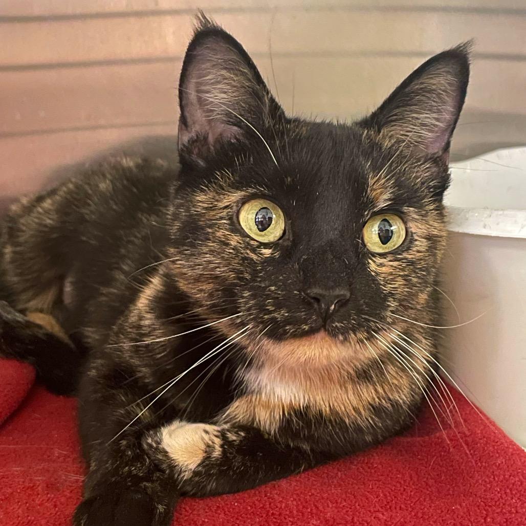 Enlarge Cookie, a Adoptable Domestic Short Hair in Columbia Station, OH image 3/6