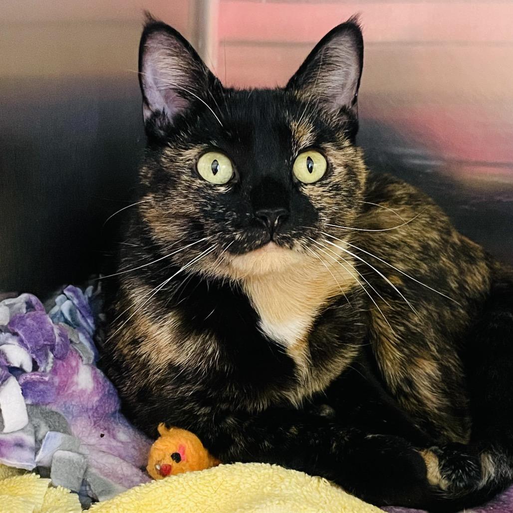 Enlarge Cookie, a Adoptable Domestic Short Hair in Columbia Station, OH image 4/6