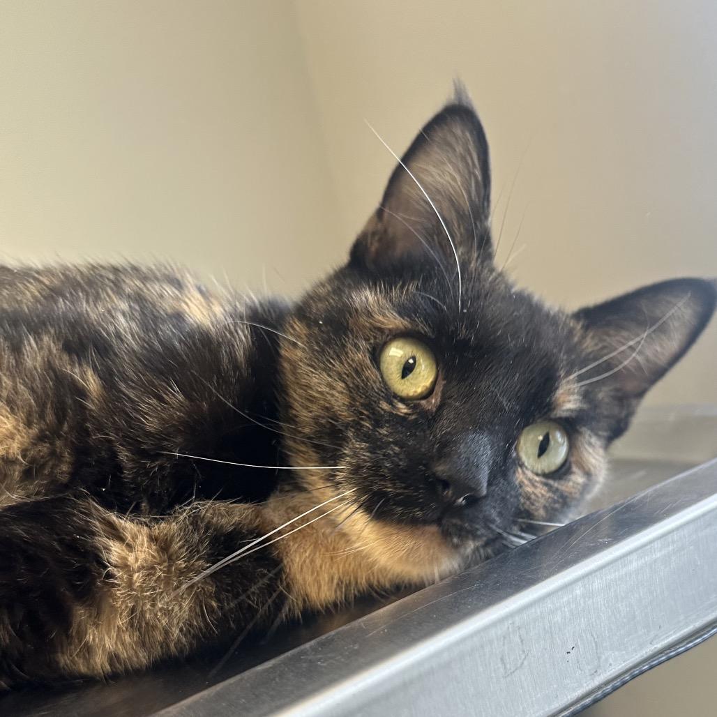 Enlarge Cookie, a Adoptable Domestic Short Hair in Columbia Station, OH image 4/6