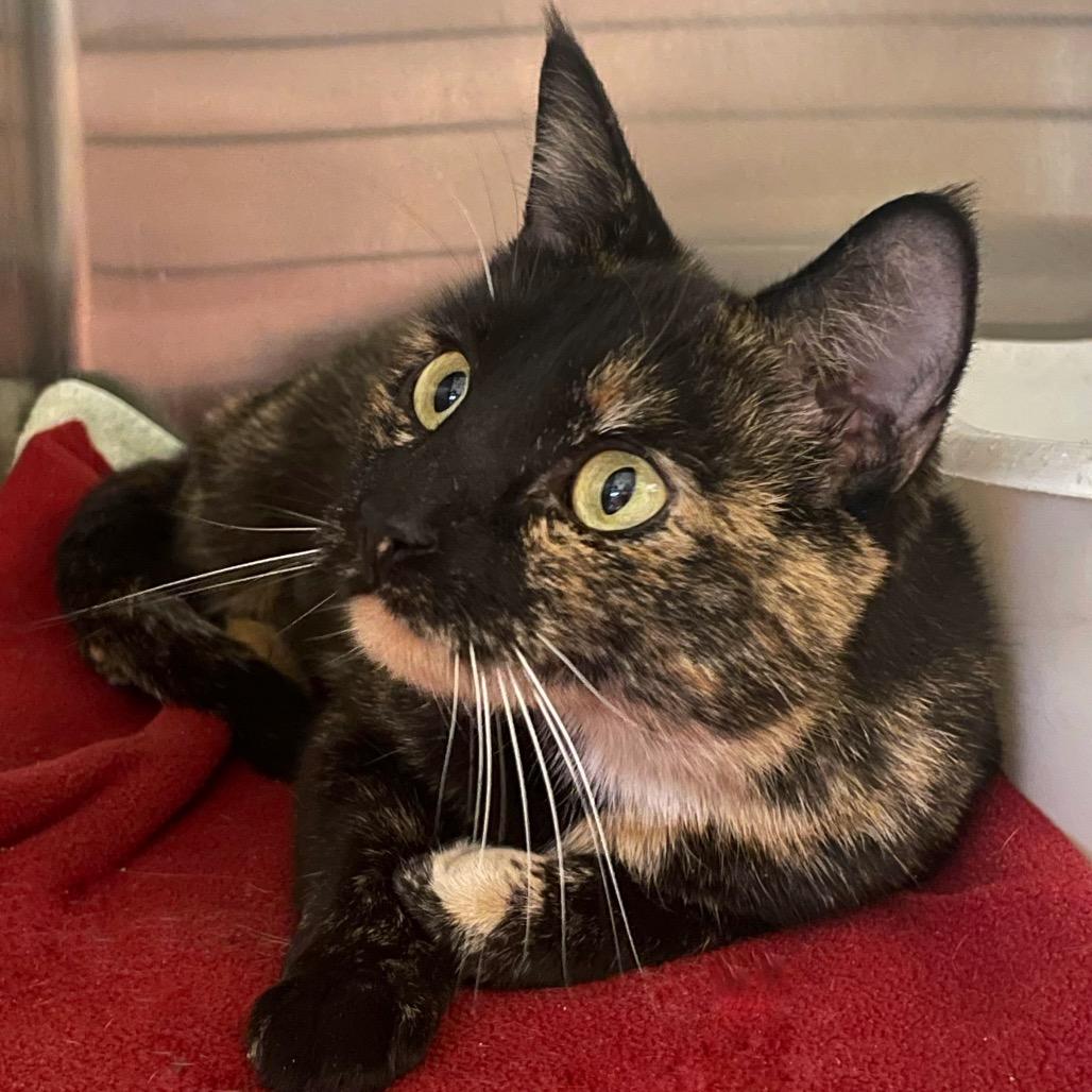 Enlarge Cookie, a Adoptable Domestic Short Hair in Columbia Station, OH image 5/6