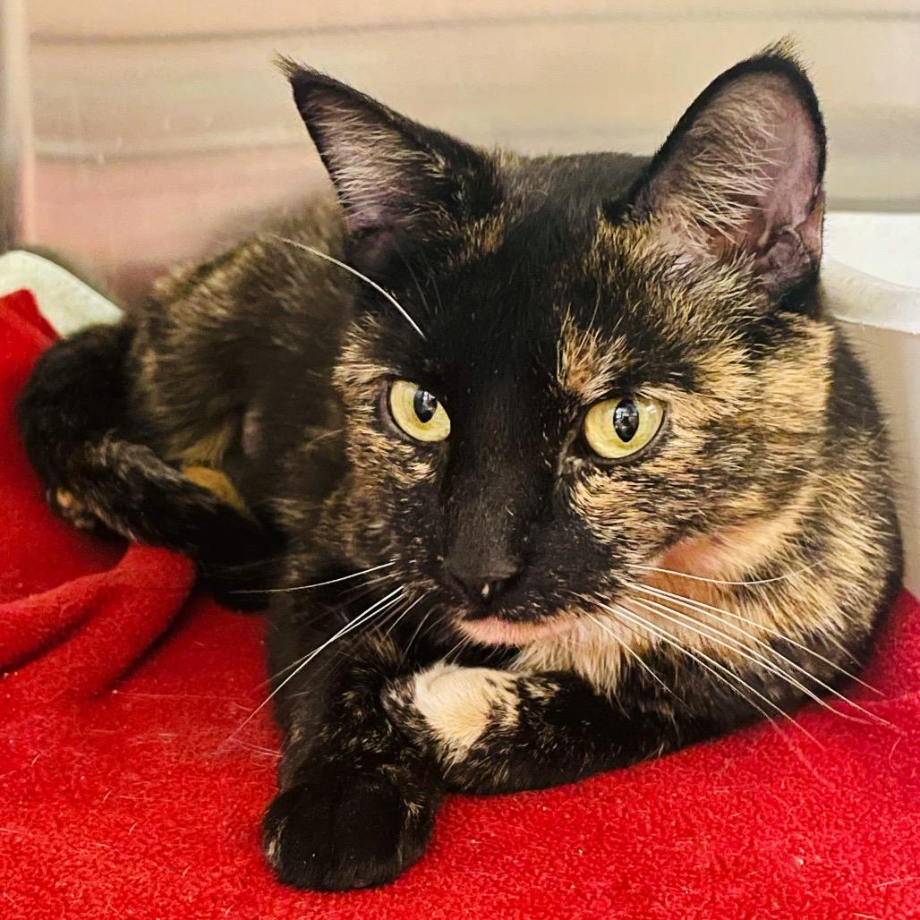 Enlarge Cookie, a Adoptable Domestic Short Hair in Columbia Station, OH image 6/6