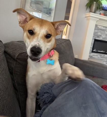 Juhnee 52676, ADOPTABLE, Young Female Mixed Breed.
