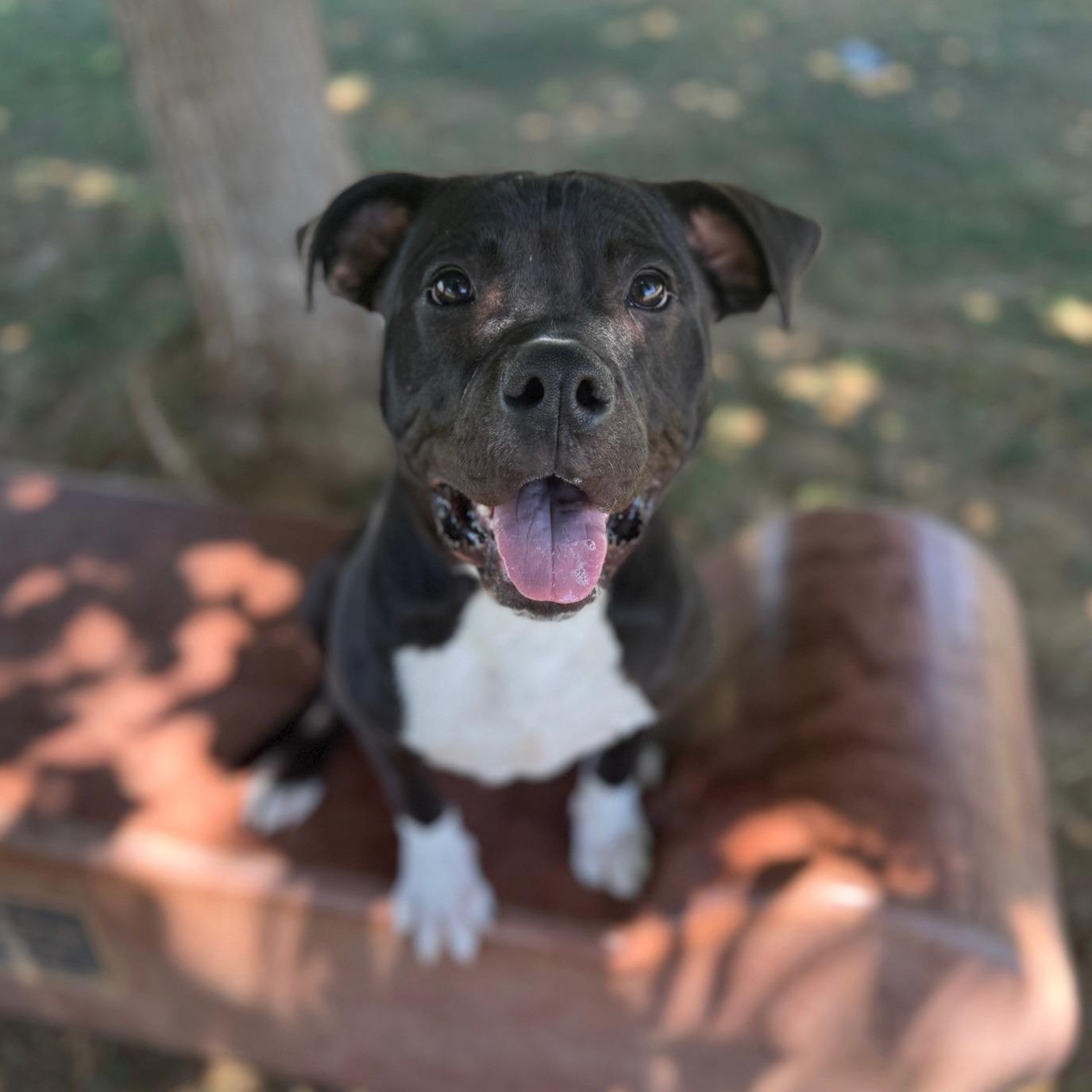 Andre, Young Male Pit Bull Terrier
