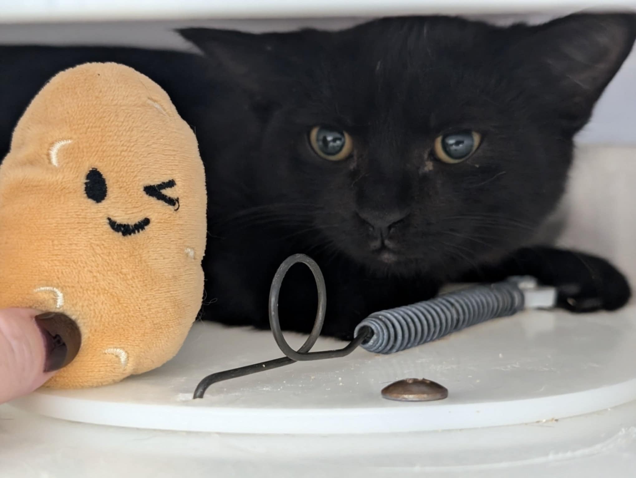 Cat for adoption Potato, a Domestic Short Hair in Boucherville, QC