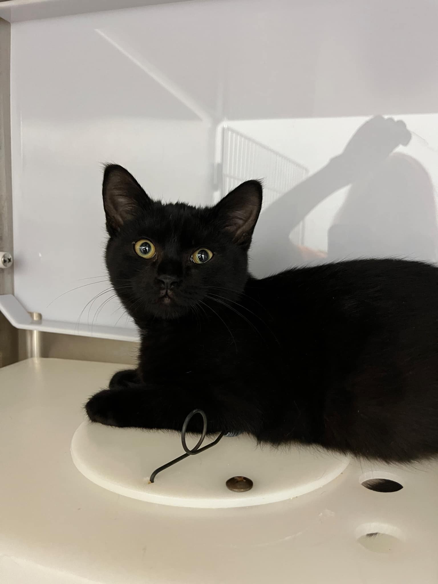 Cat for adoption Potato, a Domestic Short Hair in Boucherville, QC