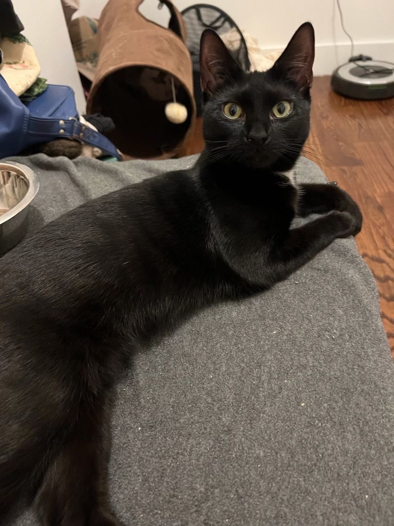 Enlarge Figgy, a Adoptable Domestic Short Hair in New York, NY image 1/6