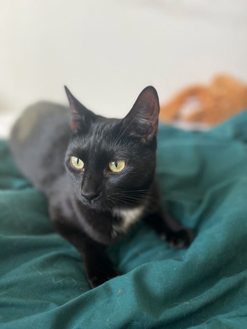 Enlarge Figgy, a Adoptable Domestic Short Hair in New York, NY image 2/6