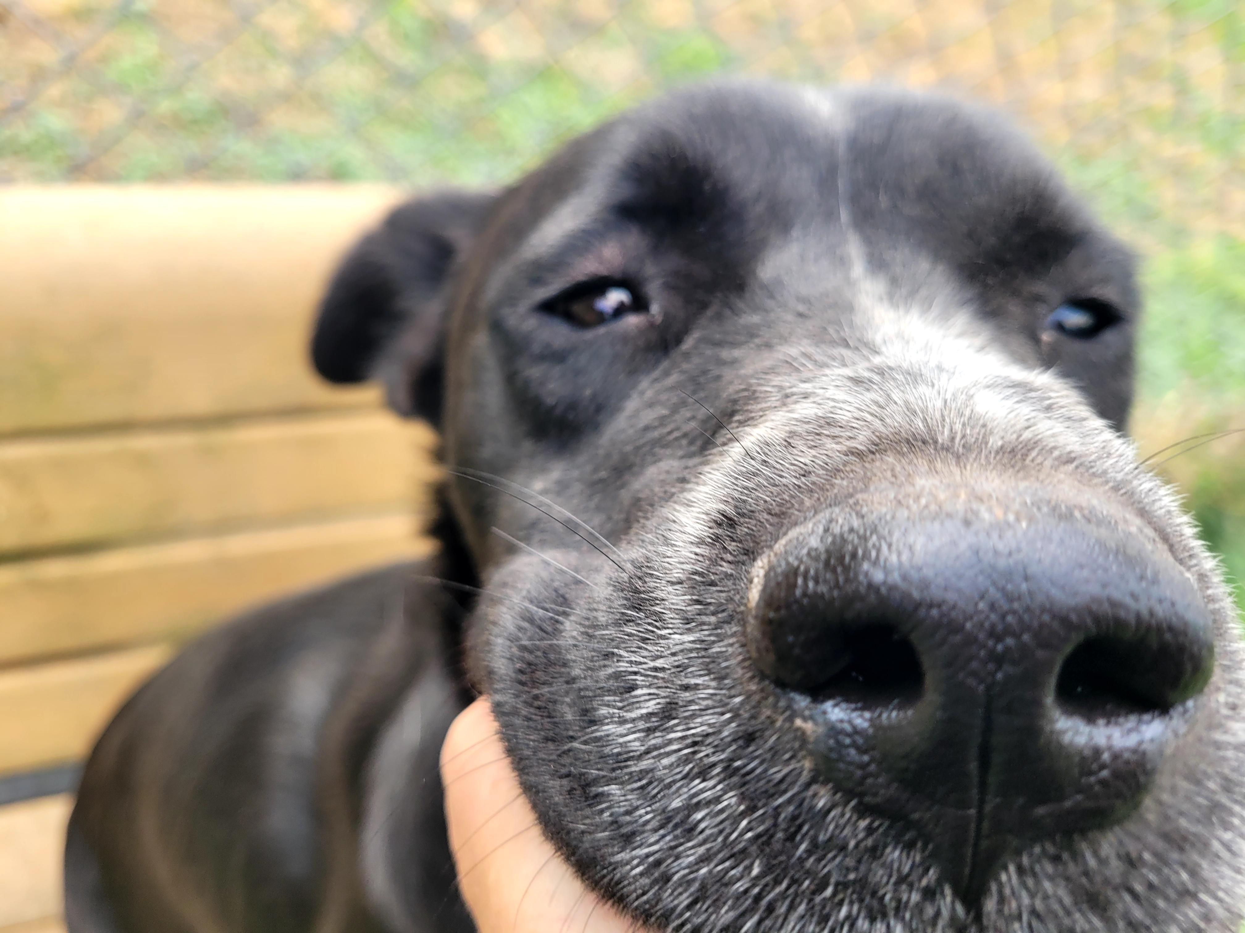 Hank, Adoptable, Young Male Mixed Breed.