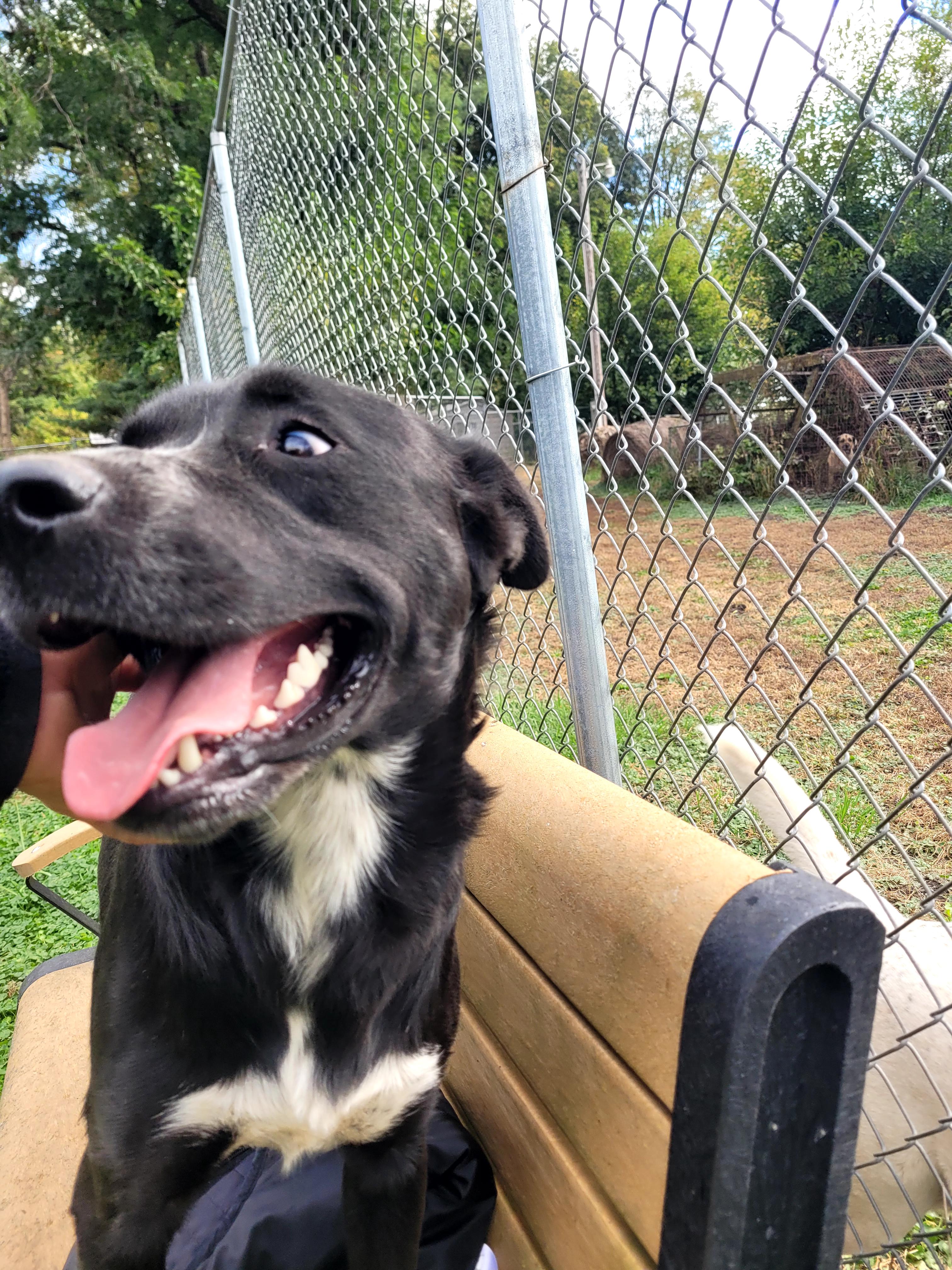 Hank, a Adoptable mixed breed in Clarion, IA image 3/5