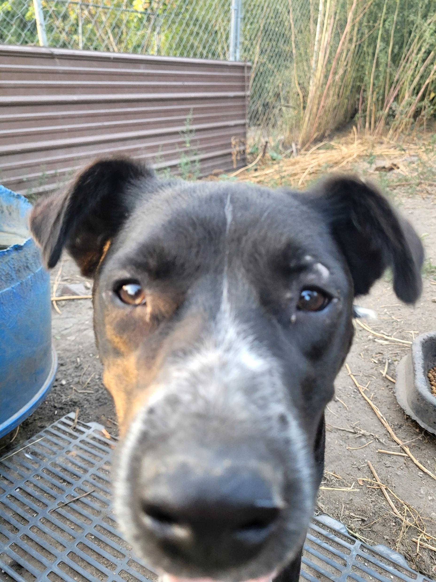 Hank, Adoptable, Young Male Mixed Breed.