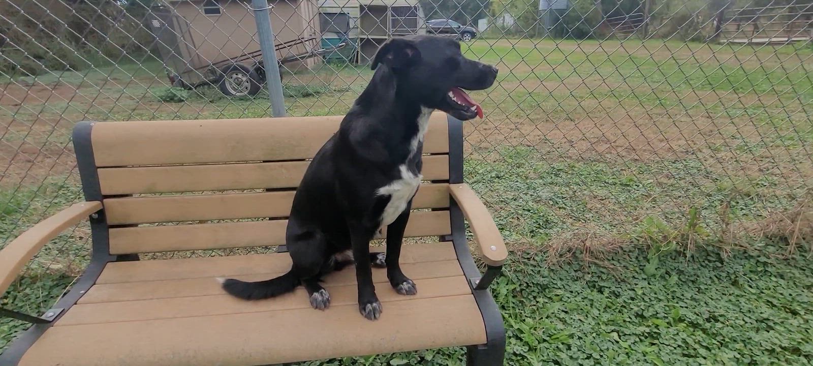 Enlarge Hank, a Adoptable mixed breed in Clarion, IA video 2/5