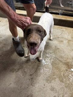 Remi - Foster Needed!, Adoptable, Adult Female German Shorthaired Pointer.