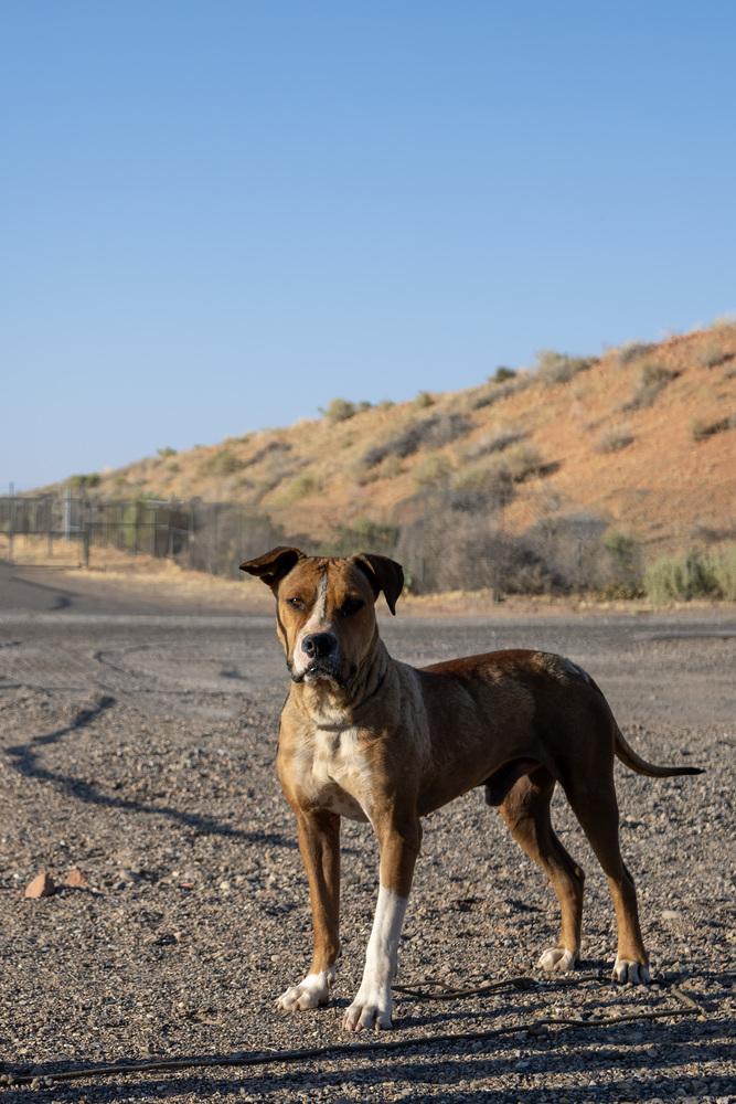 Enlarge Banjo, a Adoptable mixed breed in Page, AZ image 1/4